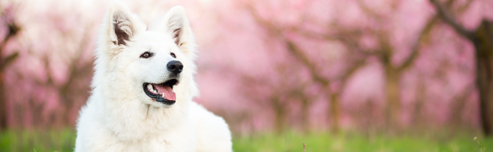 VIRBAC ALIZIN Solución Inyectable para interrupción de gestación